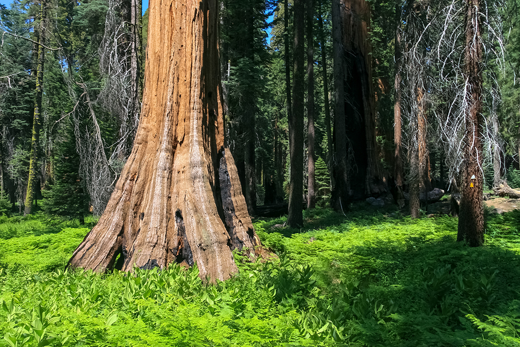 07-02 - 20.JPG - Sequoia National Park, CA
